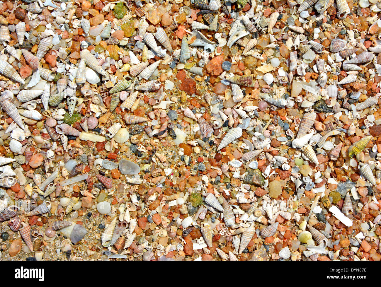seashells on sand Stock Photo