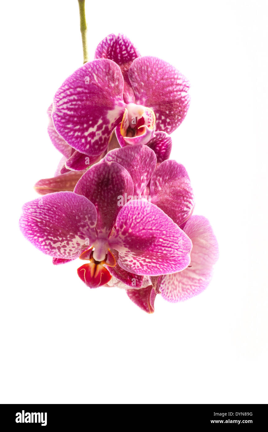 Pink orchid isolated on white background Stock Photo - Alamy