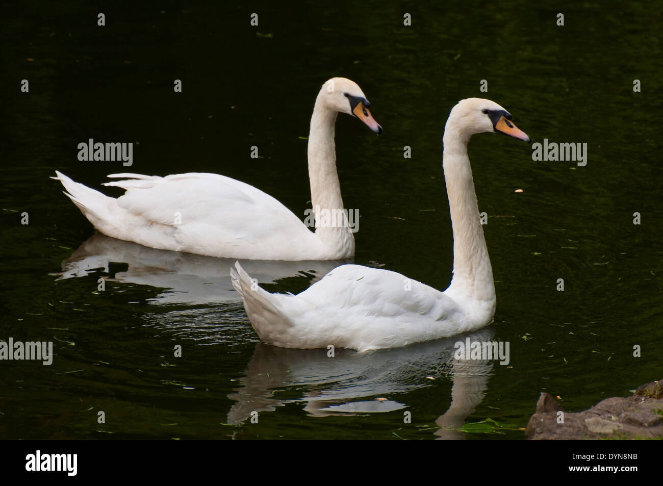 Two Mute Swan on water Stock Photo