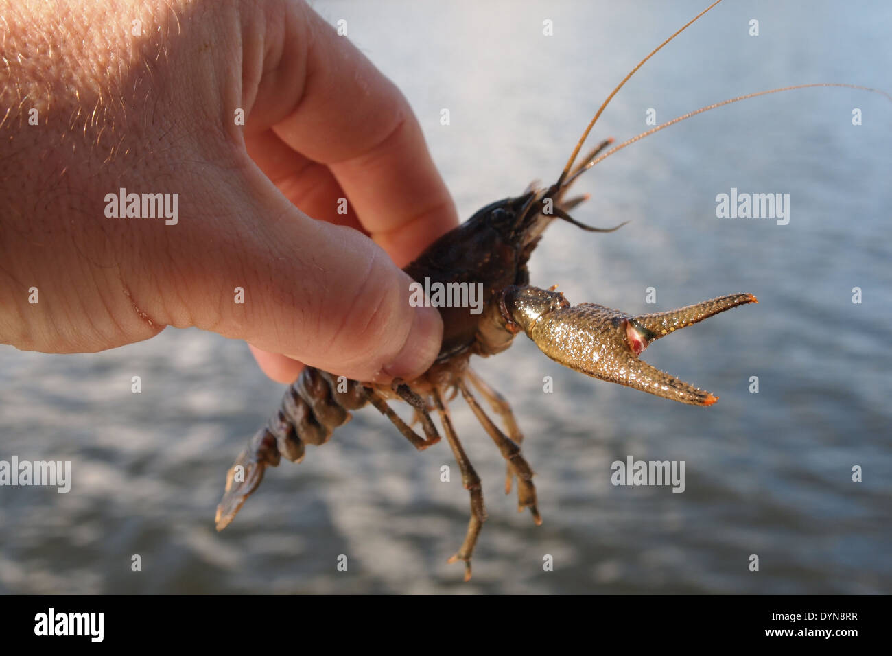 big alive crayfish in hand Stock Photo