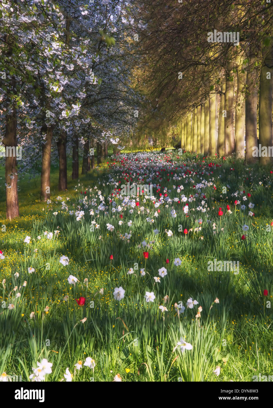 Beautiful Spring Summer flower meadow landscape in sunlight Stock Photo