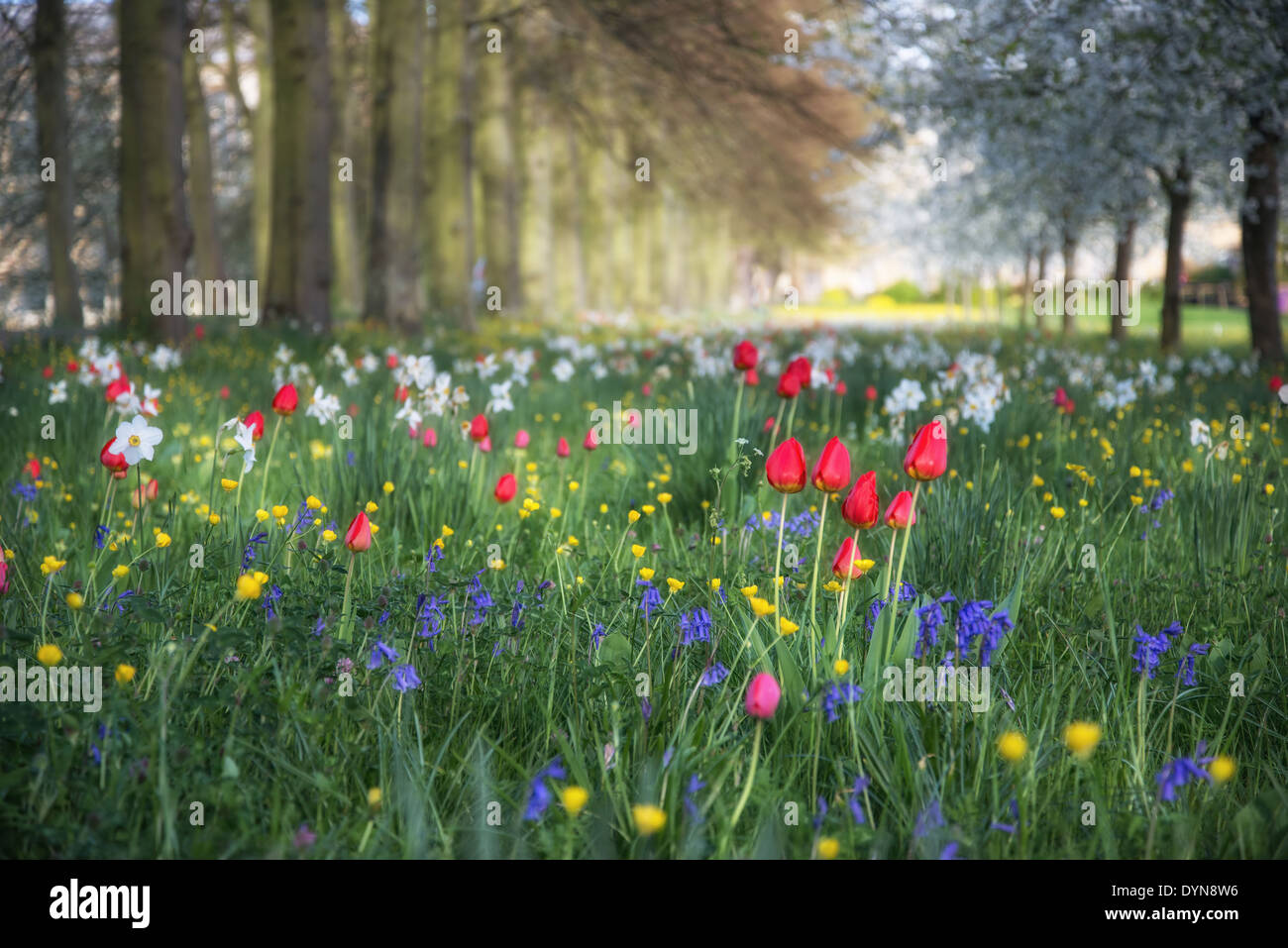Beautiful Spring Summer flower meadow landscape in sunlight with selective focus Stock Photo