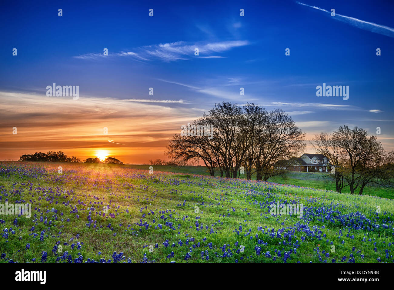 Texas bluebonnet spring wildflower field at sunrise Stock Photo