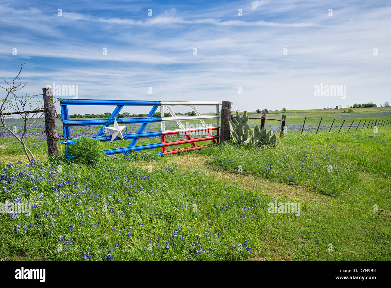 Bluebonnet field and a fence with gate along roadside in Texas spring Stock Photo
