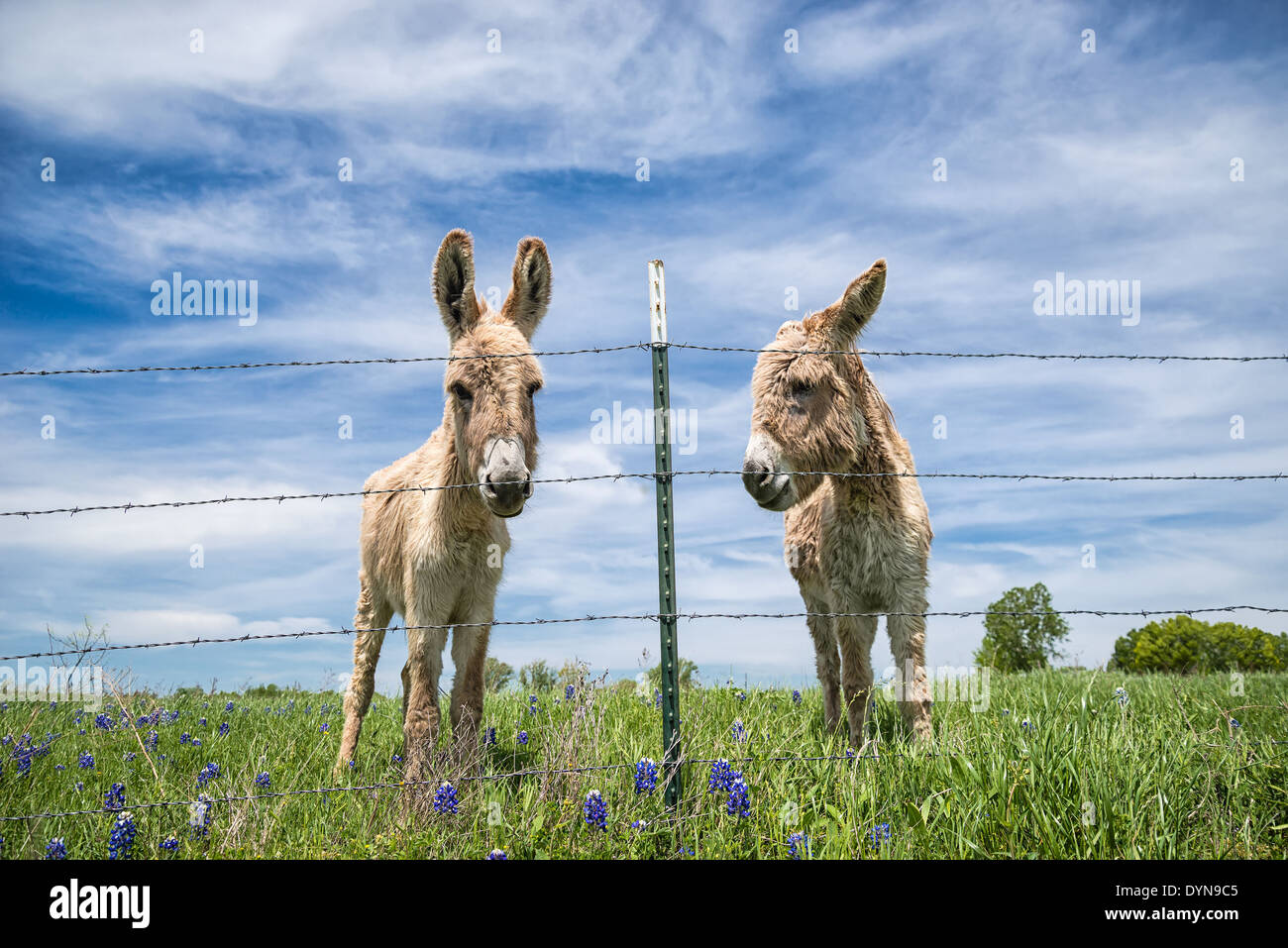 Two donkeys standing behind barbwire fence on spring pasture Stock Photo