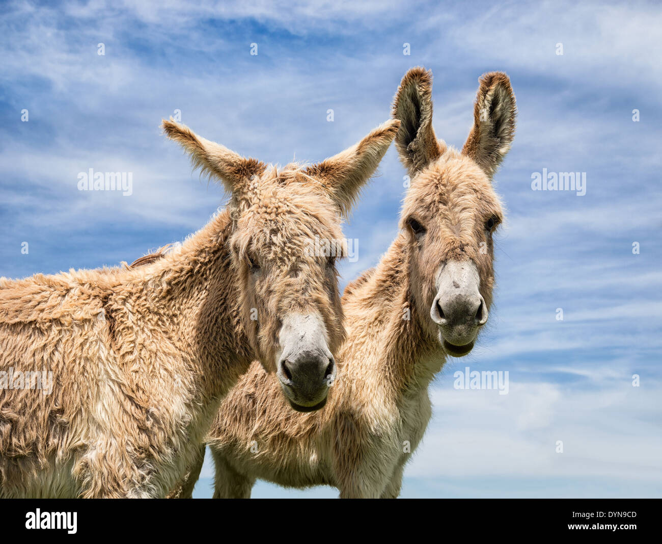 Portrait of two donkeys posing against blue sky, closeup Stock Photo