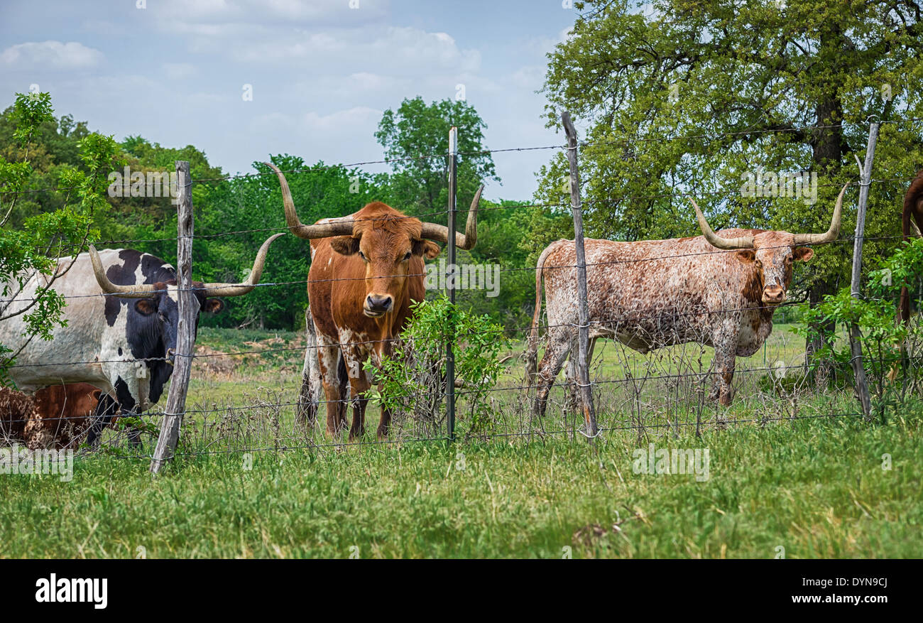 Texas longhorn cattle hi-res stock photography and images - Alamy