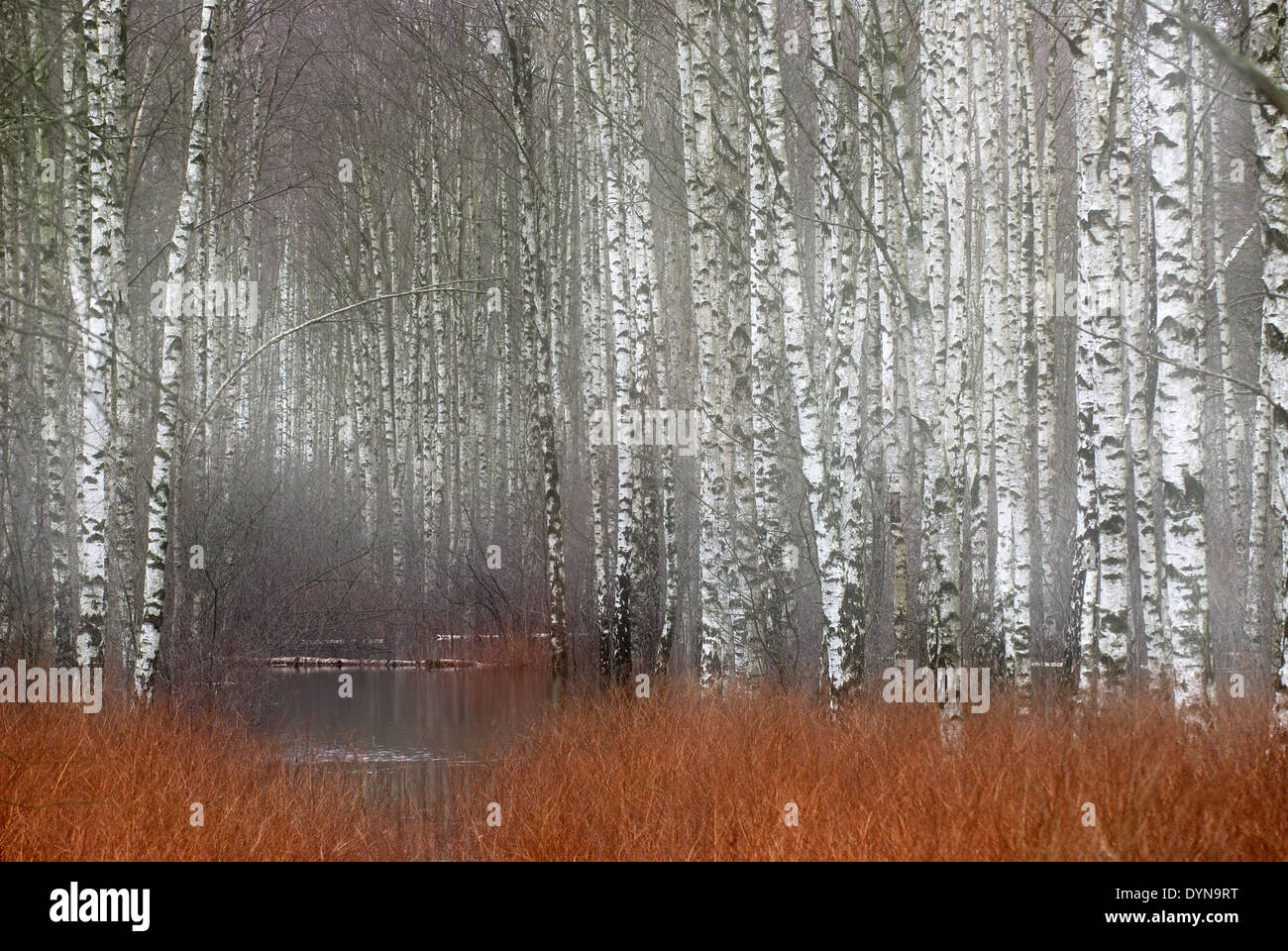 Birch Trees Fog High Resolution Stock Photography and Images - Alamy