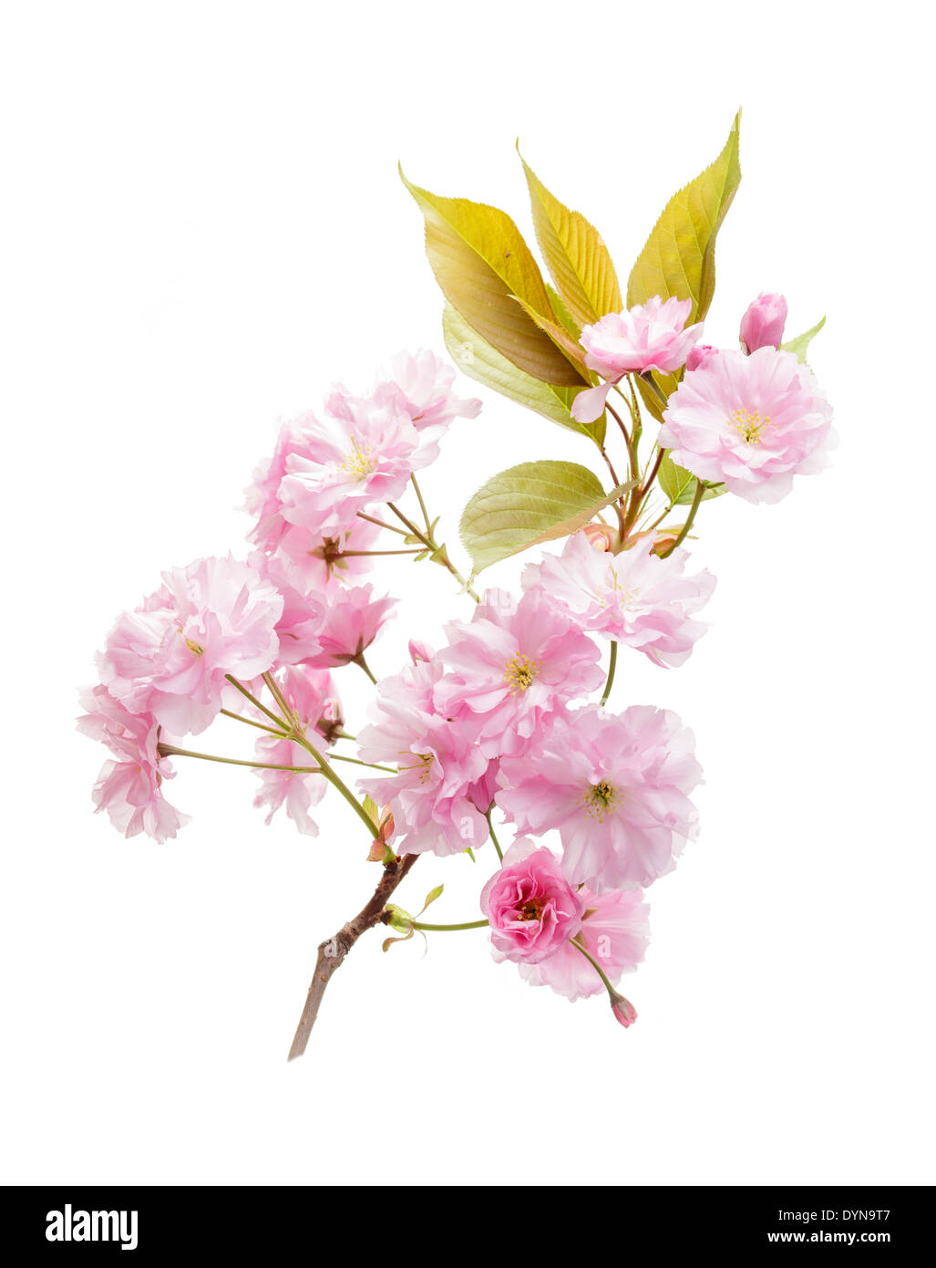 White cherry blossoms bloom hi-res stock photography and images - Alamy