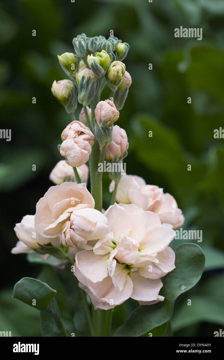 Peach Matthiola flowers. Stock Photo
