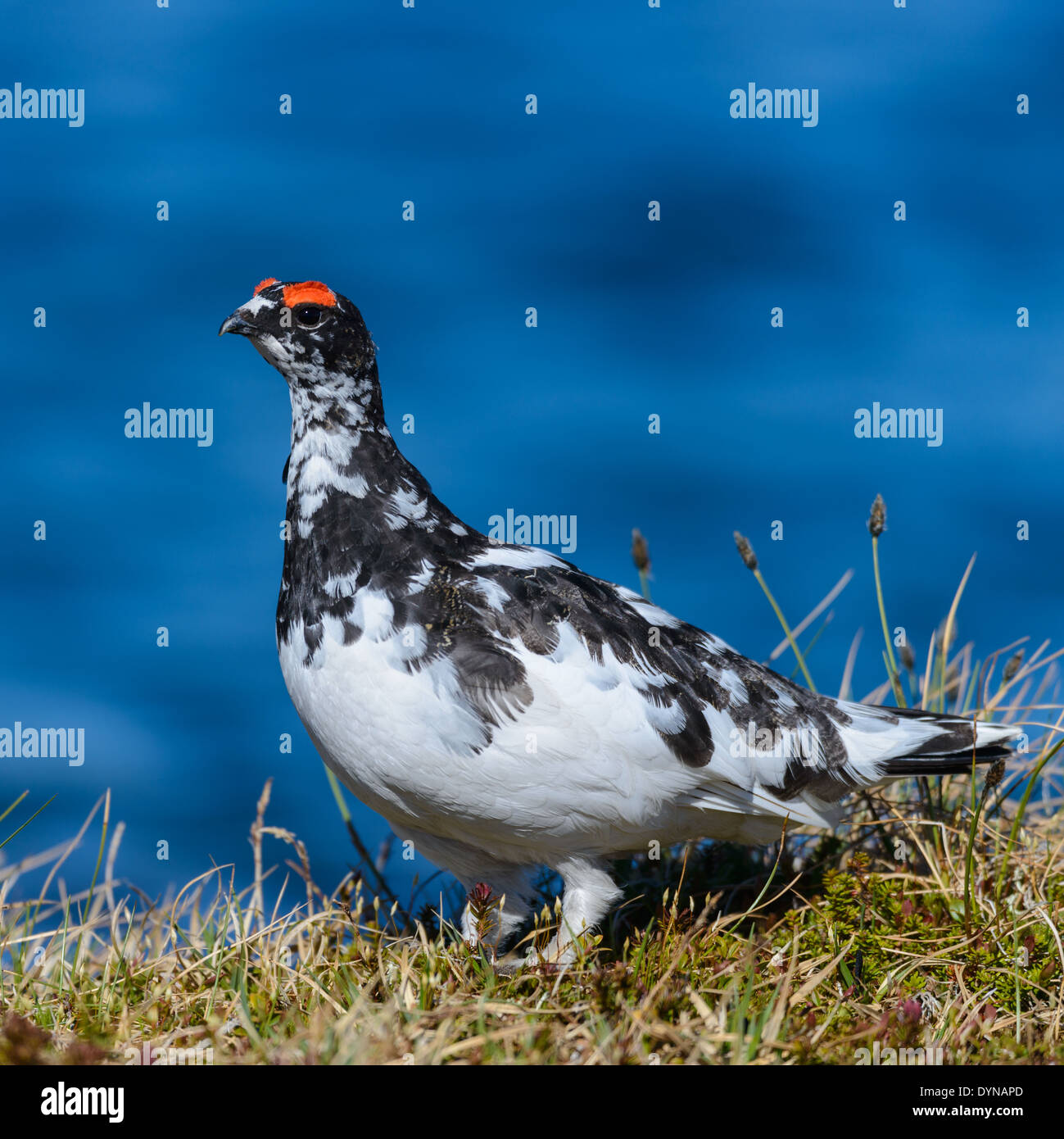 Rock ptarmigan bird in summer Stock Photo