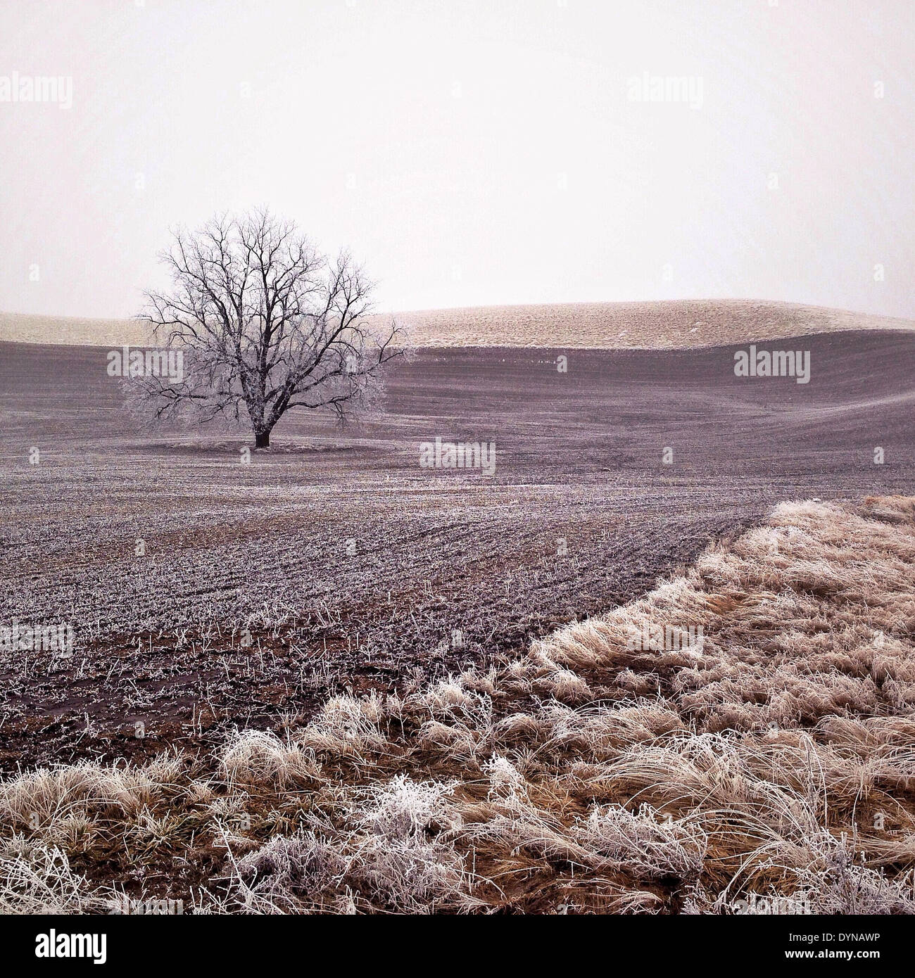 Tree growing in crop field in winter Stock Photo