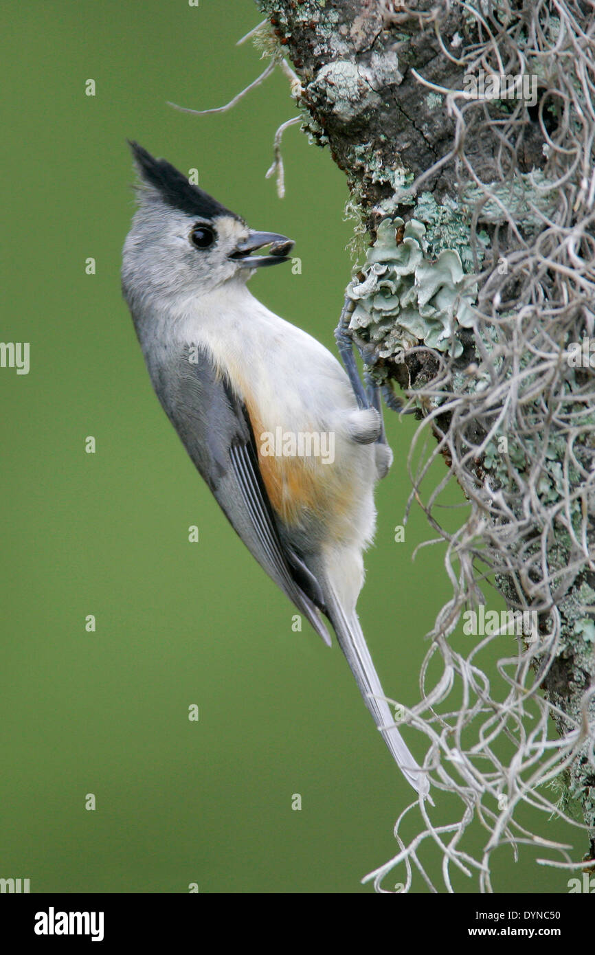 Black-crested Titmouse - Baeolophus atricristatus Stock Photo
