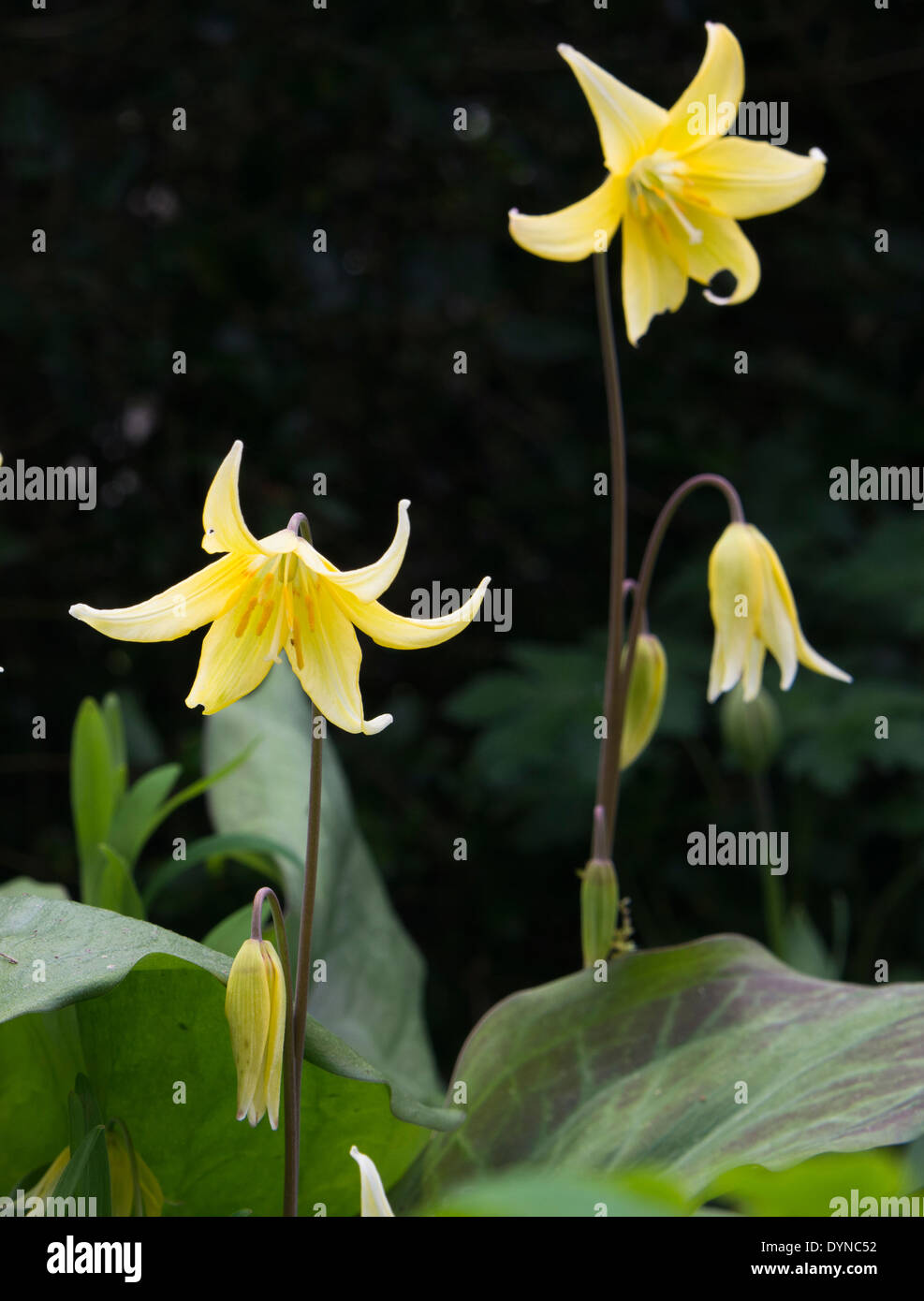 Erythronium dens canis 'Pagoda', this cultivar of the dogs tooth violet has yellow flowers. It is ideally suited to shade. Stock Photo