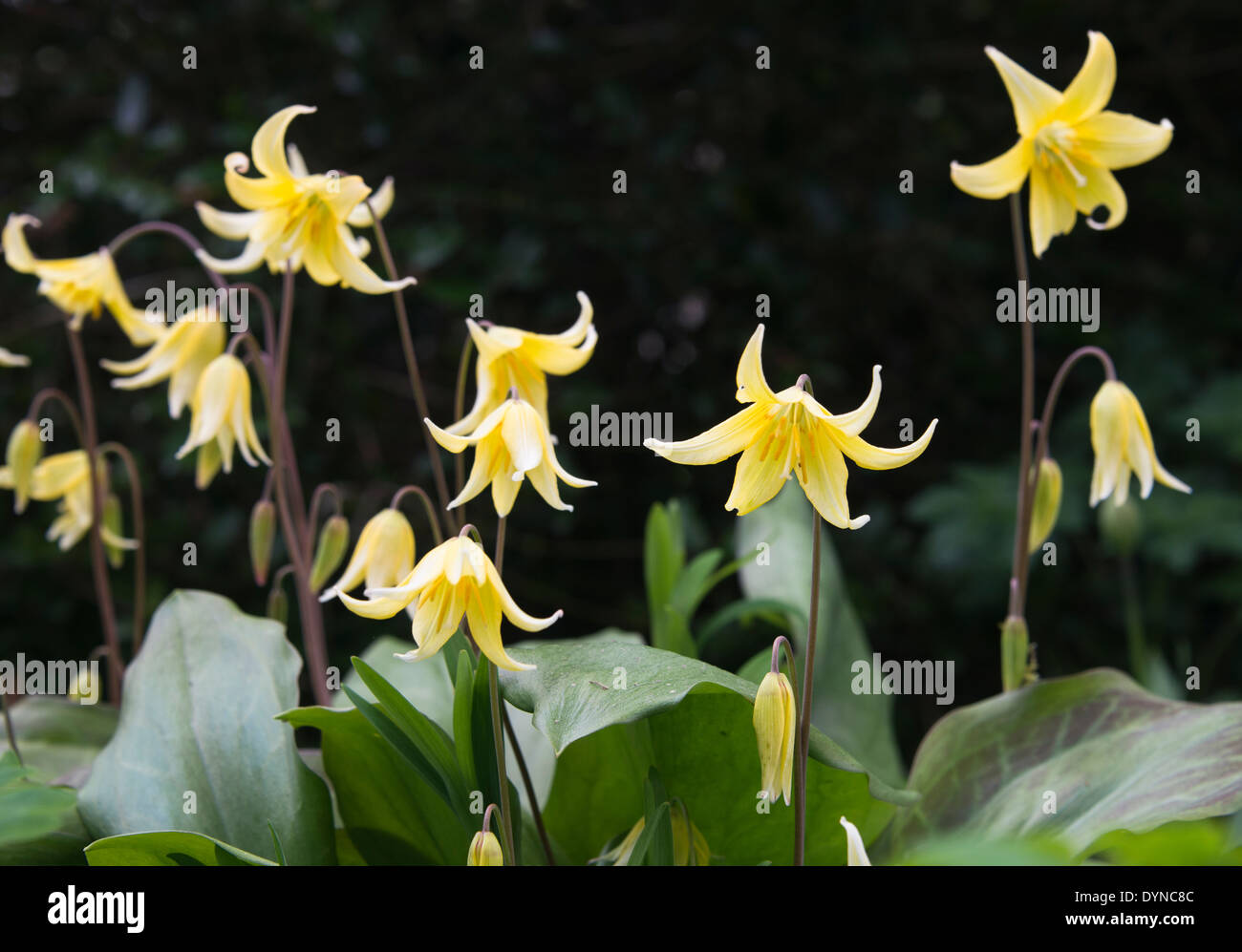 Erythronium dens-canis  Pagoda common name Dogs tooth violet Stock Photo