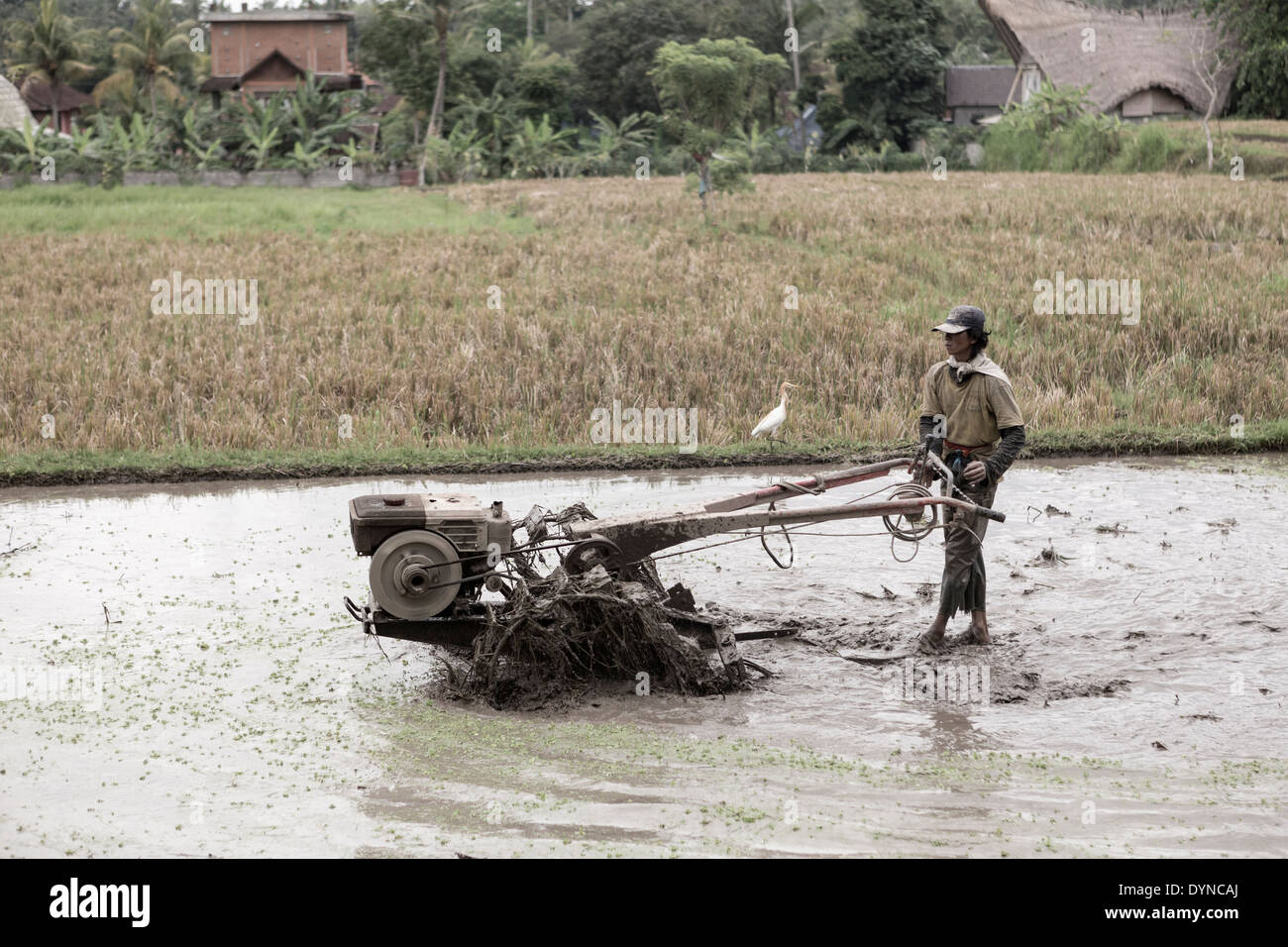 Planting Tilling Rice Farmer tilling rice field Stock Photo - Alamy
