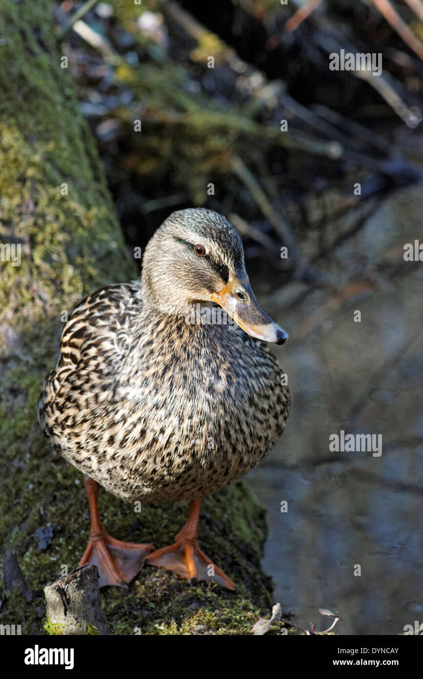 Female Mallard Duck Hi res Stock Photography And Images Alamy female-mallard-duck-hi-res-stock-photography-and-images-alamy