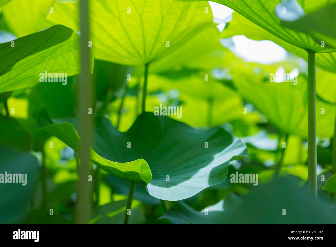 Tropical plants close up hi-res stock photography and images - Alamy