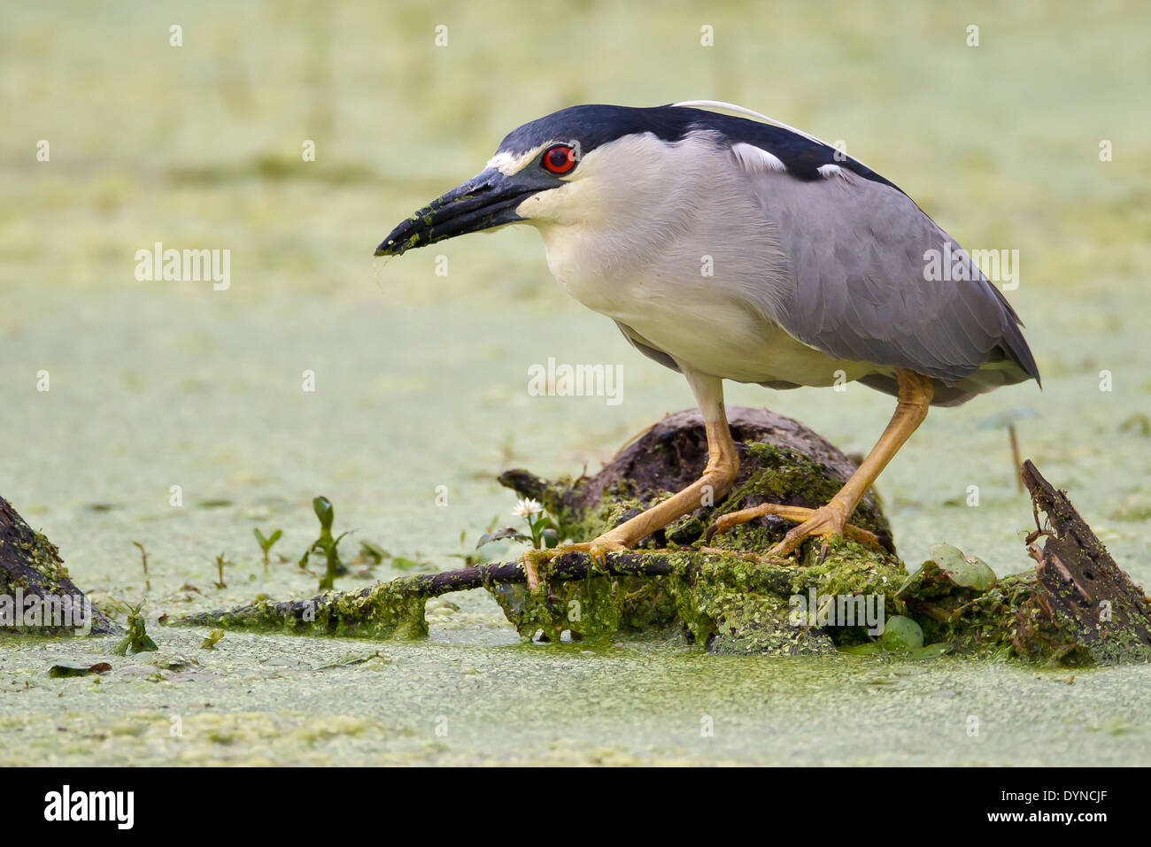 Black-crowned Night Heron - Nycticorax nycticorax - Adult Stock Photo