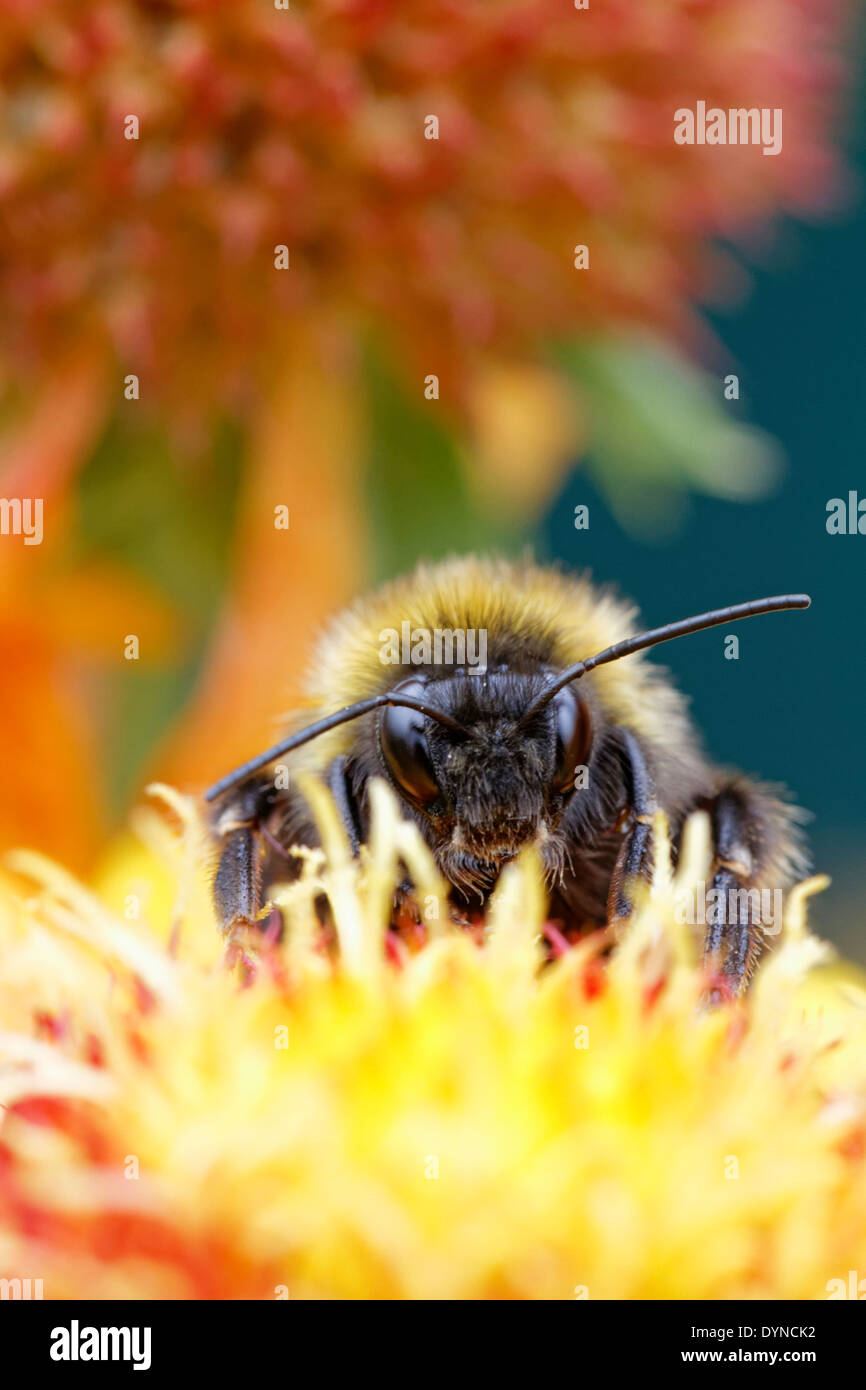 Bumblebee on Gaillardia 'Arizona Sun' (Blanket flower) Stock Photo