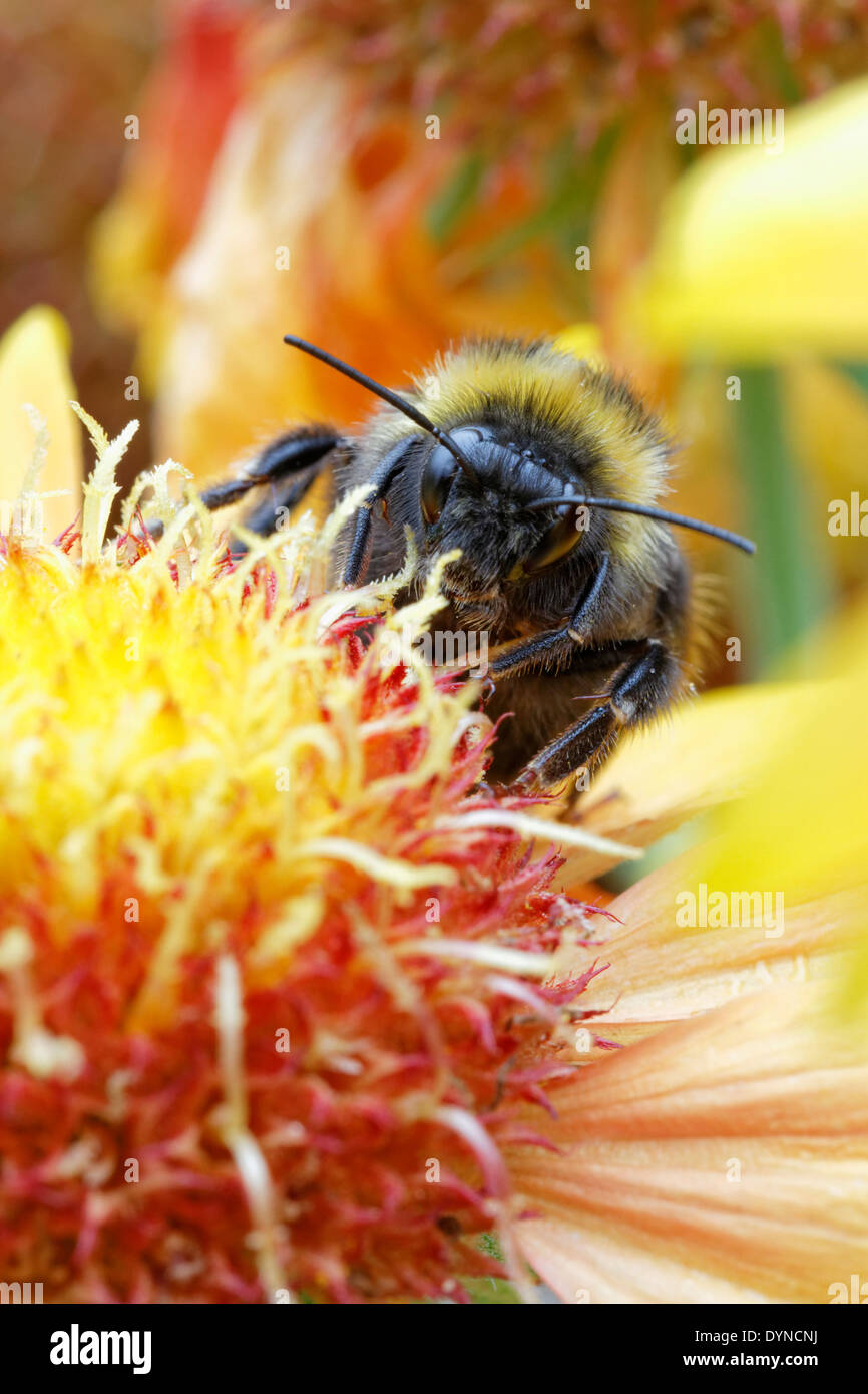 Bumblebee on Gaillardia 'Arizona Sun' (Blanket flower) Stock Photo