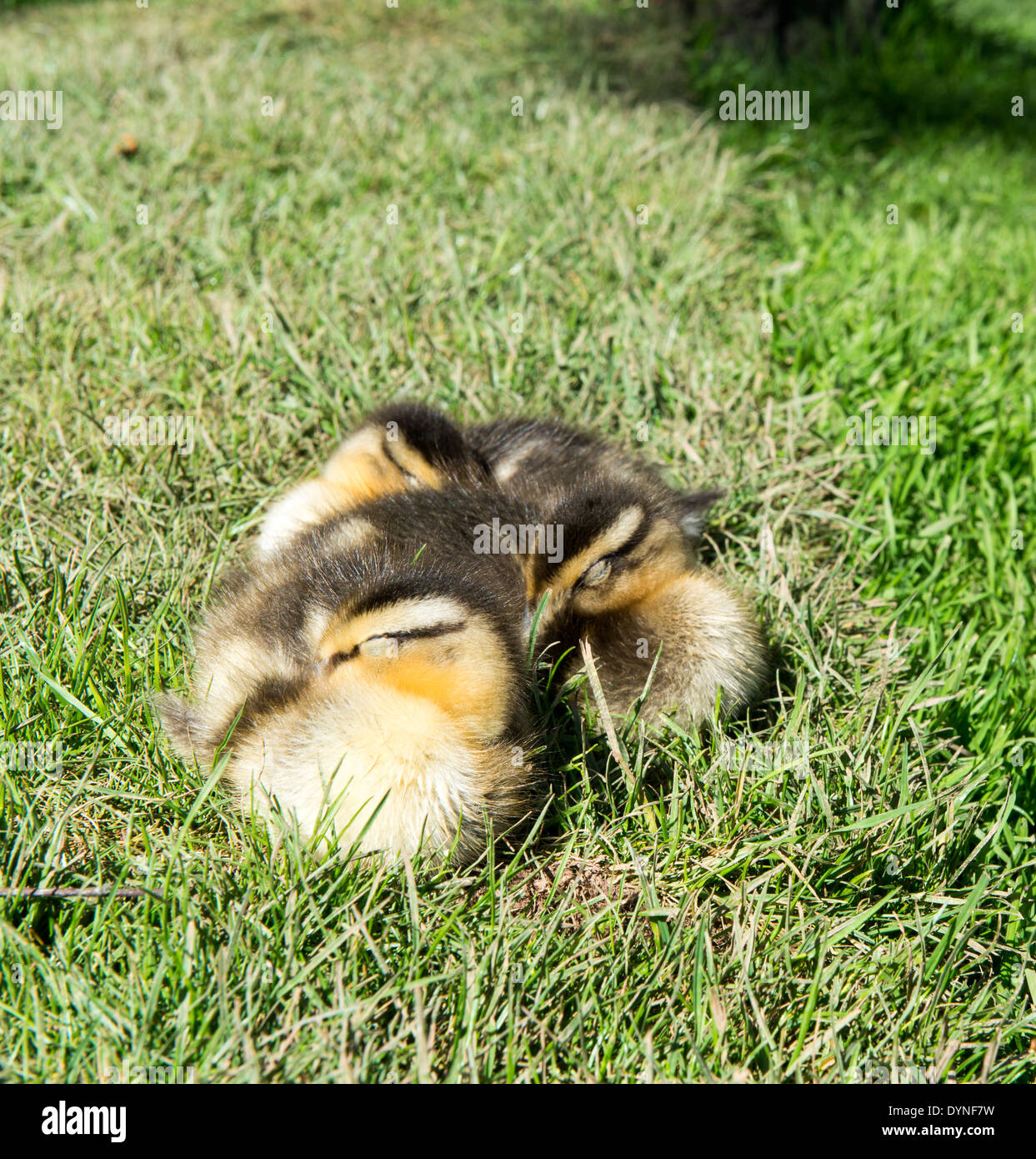 Ducklings sleeping Stock Photo