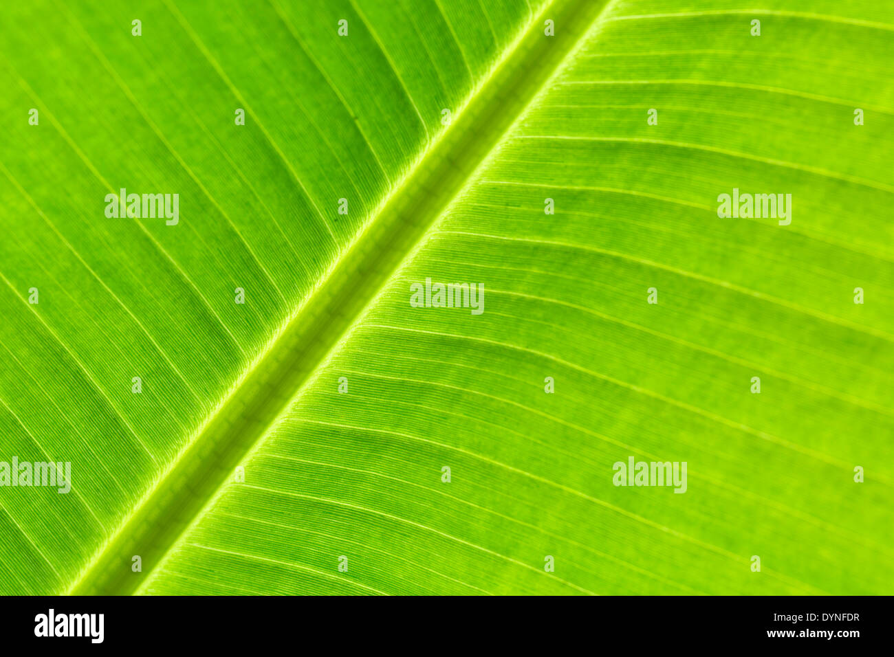 Banana Leaf; Close Up ; UK Stock Photo