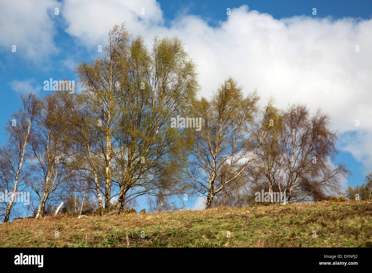 Birch tree in spring hi-res stock photography and images - Alamy