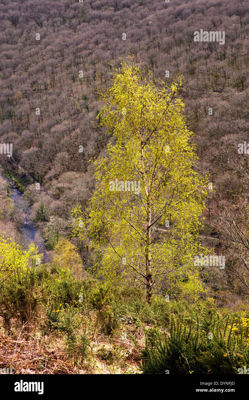 Silver birch trees in spring hi-res stock photography and images - Alamy