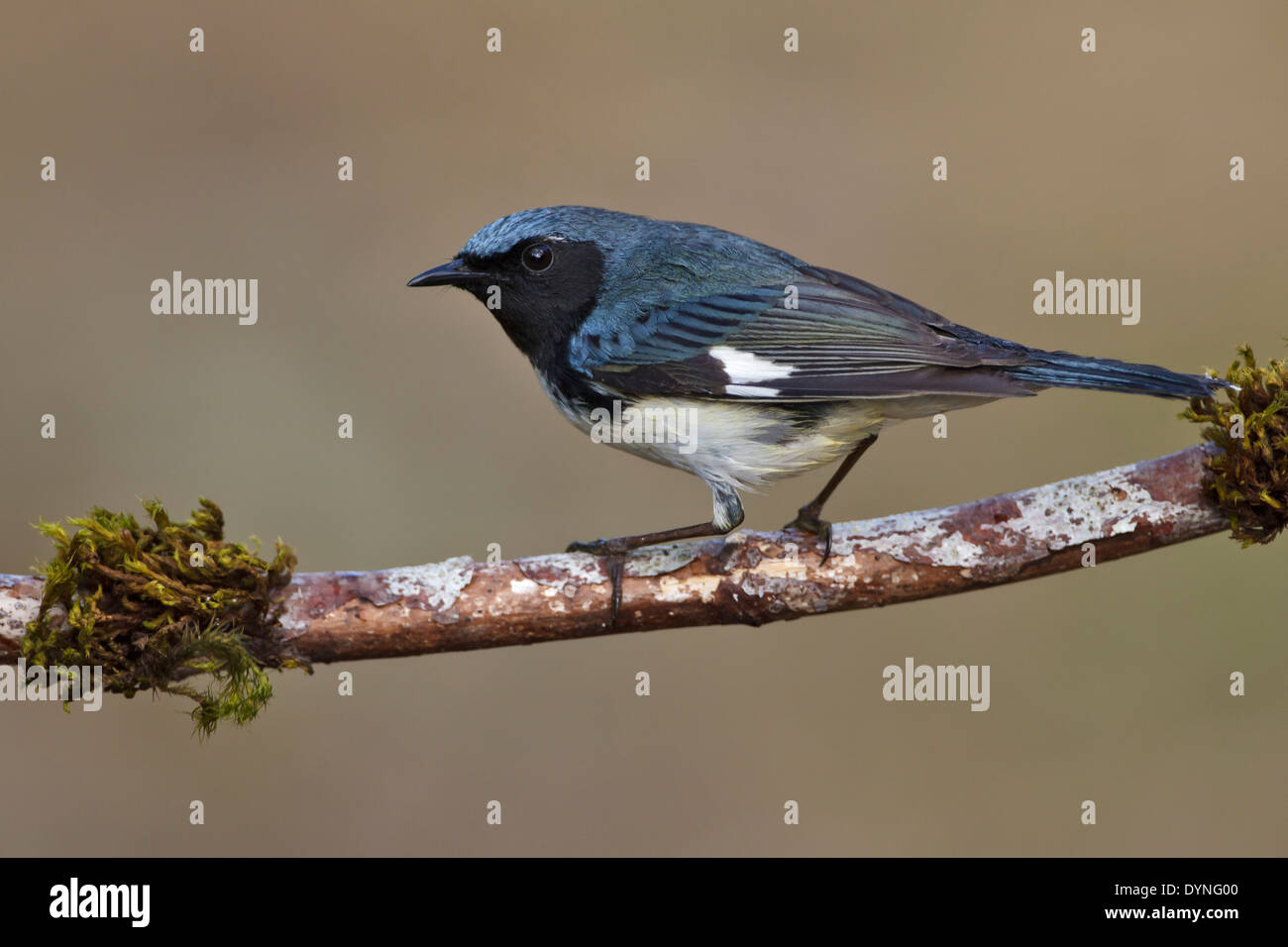 Black-throated Blue Warbler - Setophaga caerulescens - Adult male Stock Photo