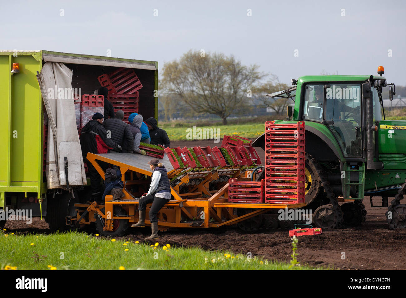 Tarleton, Lancashire, UK 23rd April, 2014.  Warm temperatures and drying soils enable migrant farm workers, labourers and owners to plant spring fruit and vegetables.  Automatic lettuce planter which is planting up to 12000 seedlings per hour which should now thrive in the newly tilled soil. This area, largely rural with land devoted to vegetable crops grown on the rich and fertile soil of Tarleton Moss, supplies many of the major supermarkets in the UK as well as independent retailers, wholesalers, food service, caterers and food manufacturing sectors. Stock Photo