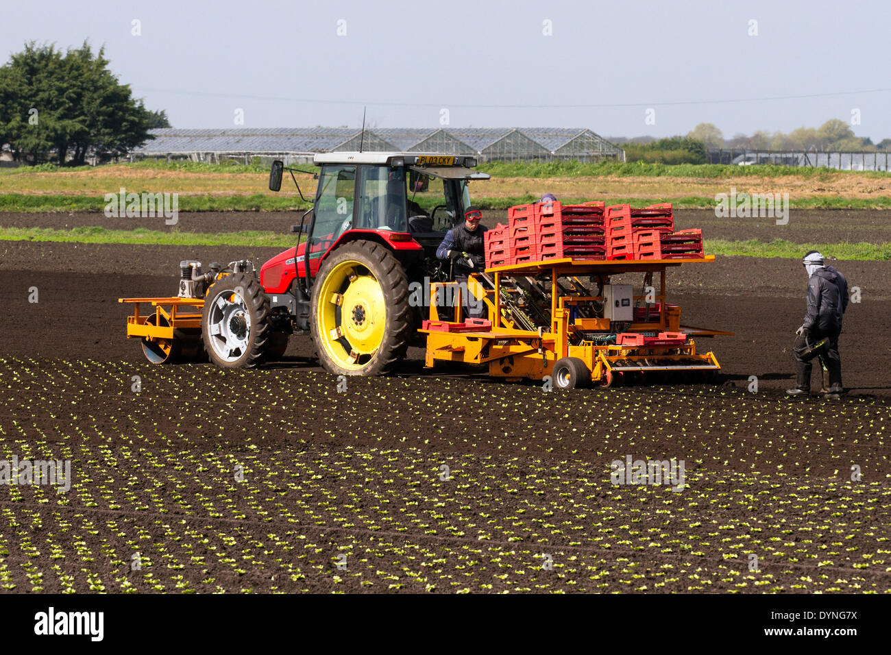 Tarleton, Lancashire, UK 23rd April, 2014.  Warm temperatures and drying soils enable migrant farm workers, labourers and owners to plant spring fruit and vegetables.  Automatic lettuce planter which is planting up to 12000 seedlings per hour which should now thrive in the newly tilled soil. This area, largely rural with land devoted to vegetable crops grown on the rich and fertile soil of Tarleton Moss, supplies many of the major supermarkets in the UK as well as independent retailers, wholesalers, food service, caterers and food manufacturing sectors. Stock Photo