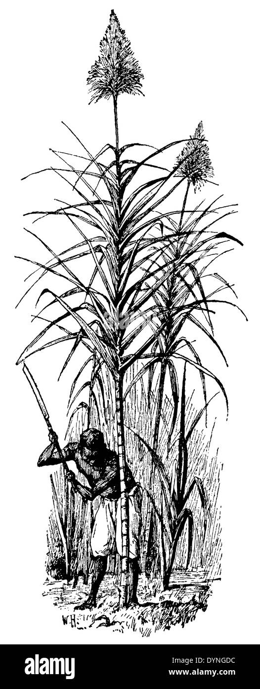 sugarcane Stock Photo