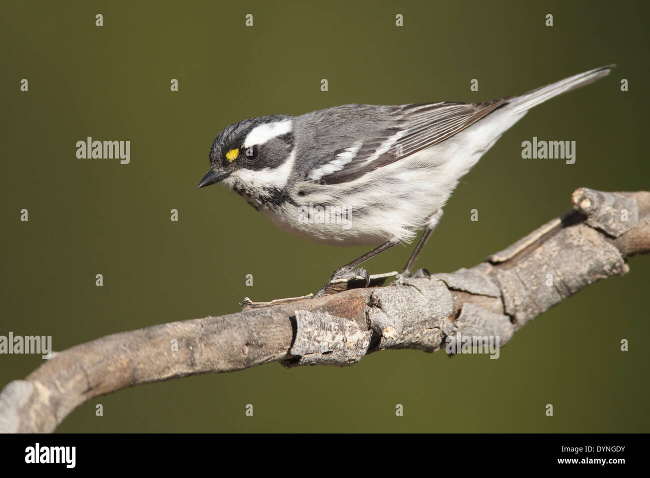 Black-throated Gray Warbler - Setophaga nigrescens - Adult female breeding Stock Photo