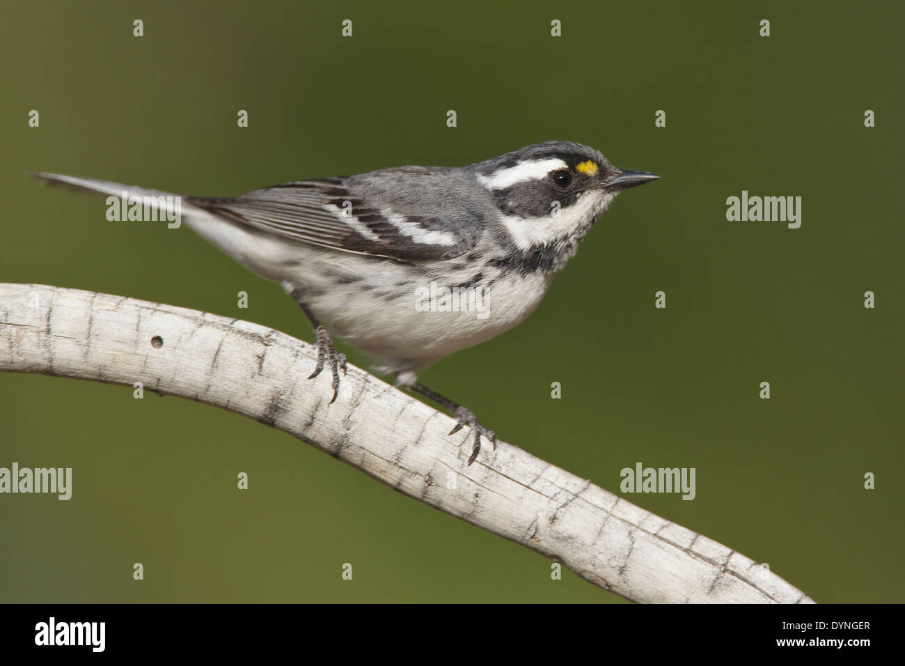 Black-throated Gray Warbler - Setophaga nigrescens - Adult female breeding Stock Photo