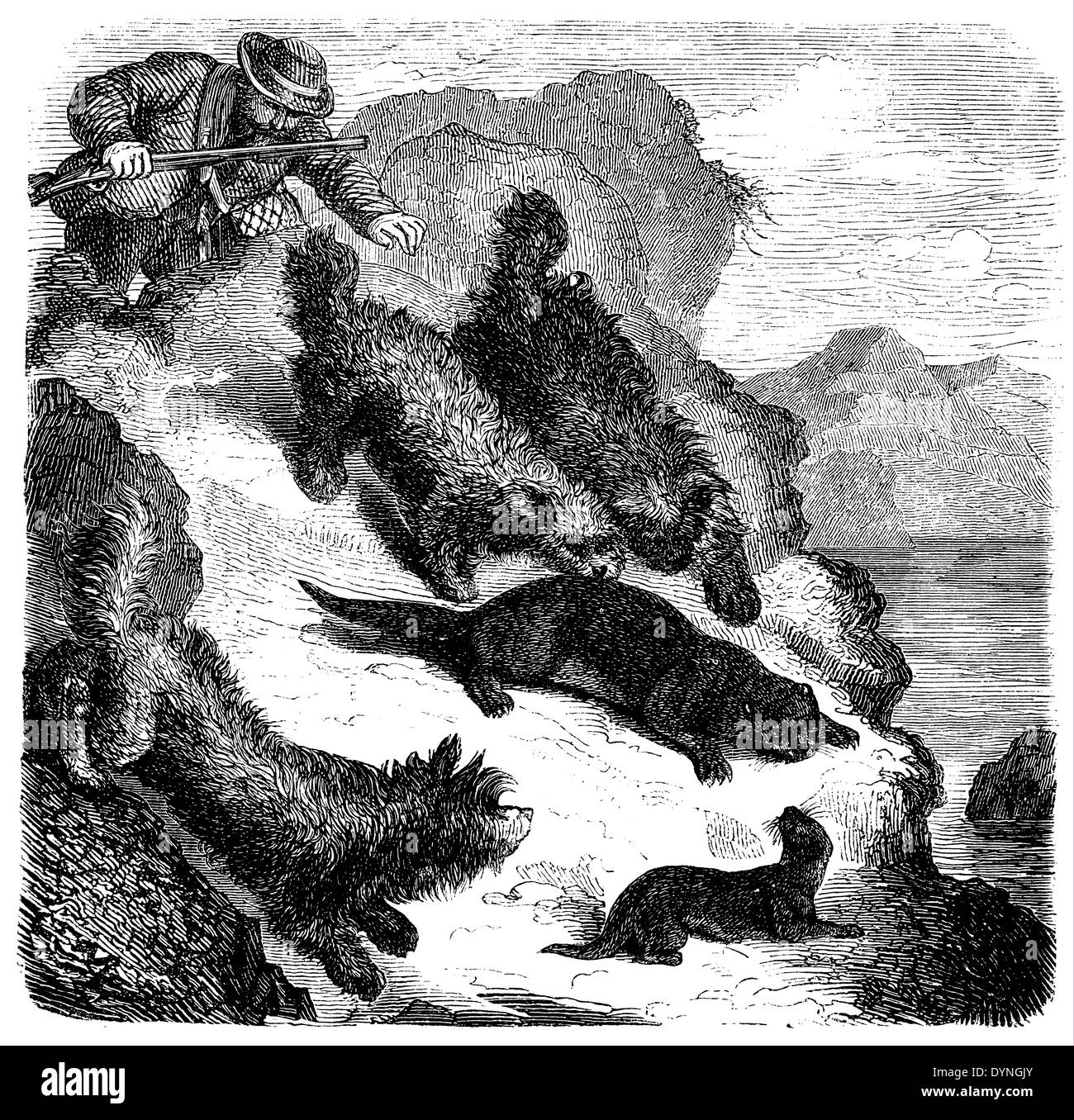 hunting of the sea otter Stock Photo - Alamy