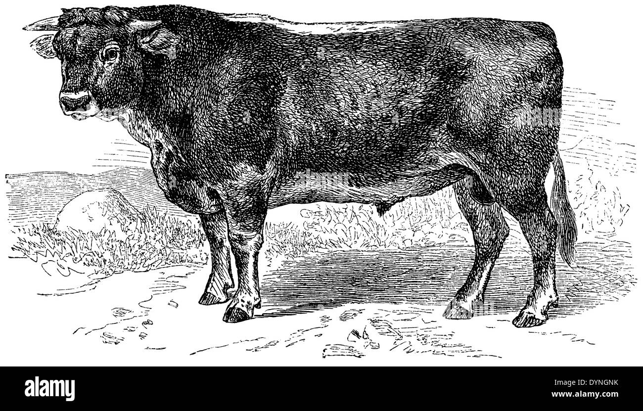 Cattle: Brown Swiss Stock Photo