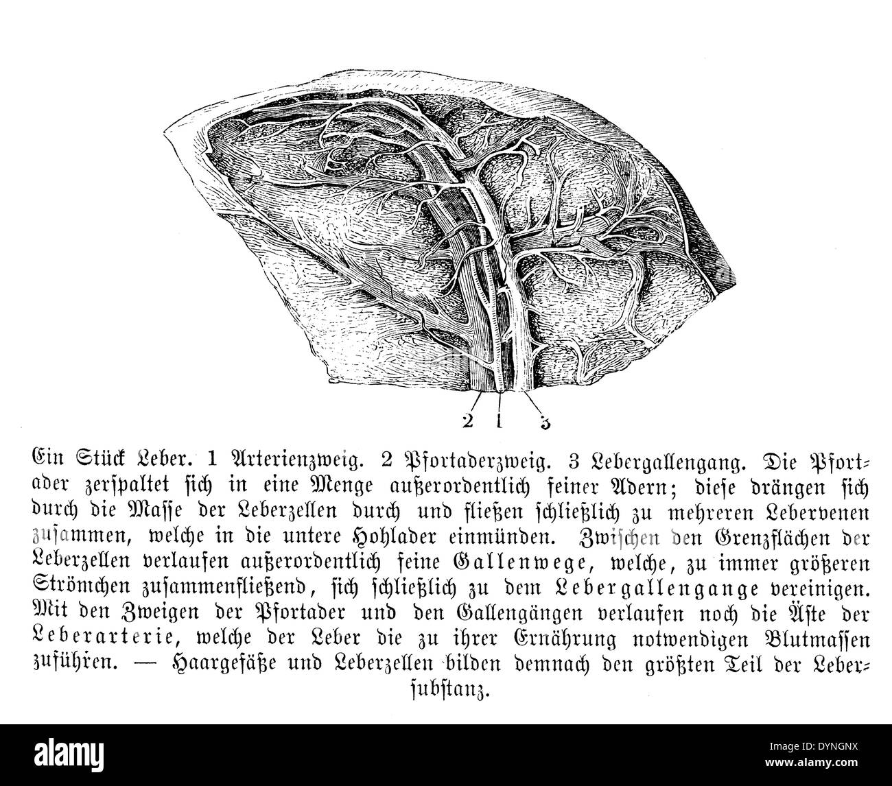 Liver Black and White Stock Photos & Images - Alamy