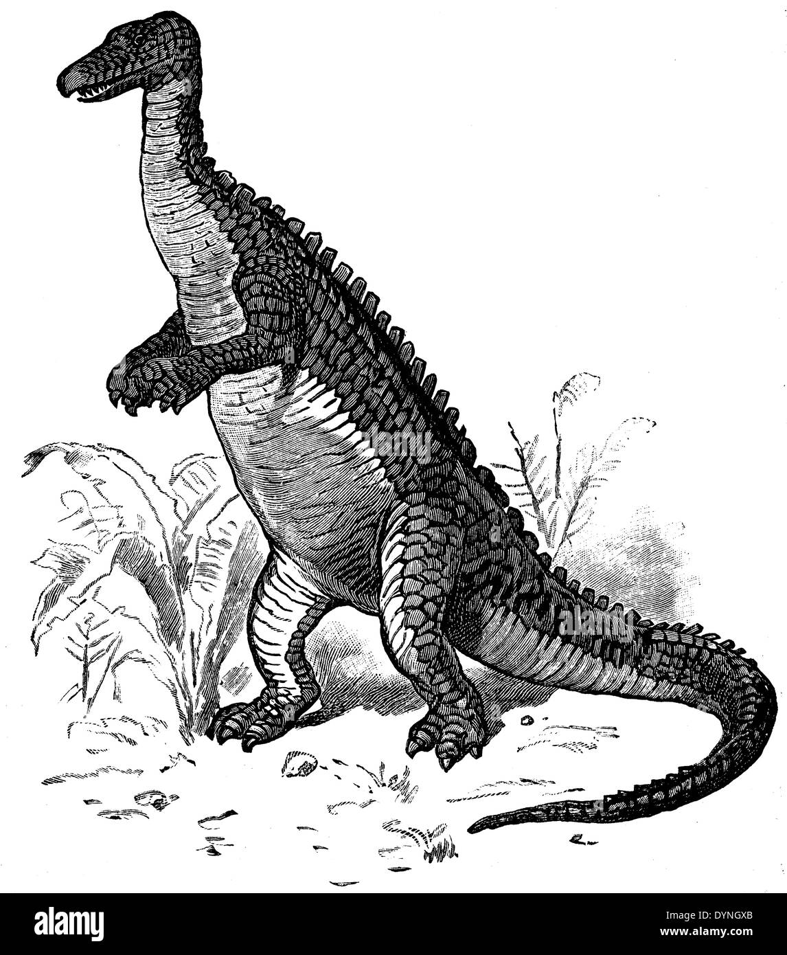 Iguanodon, after a full skeleton reconstructed Stock Photo