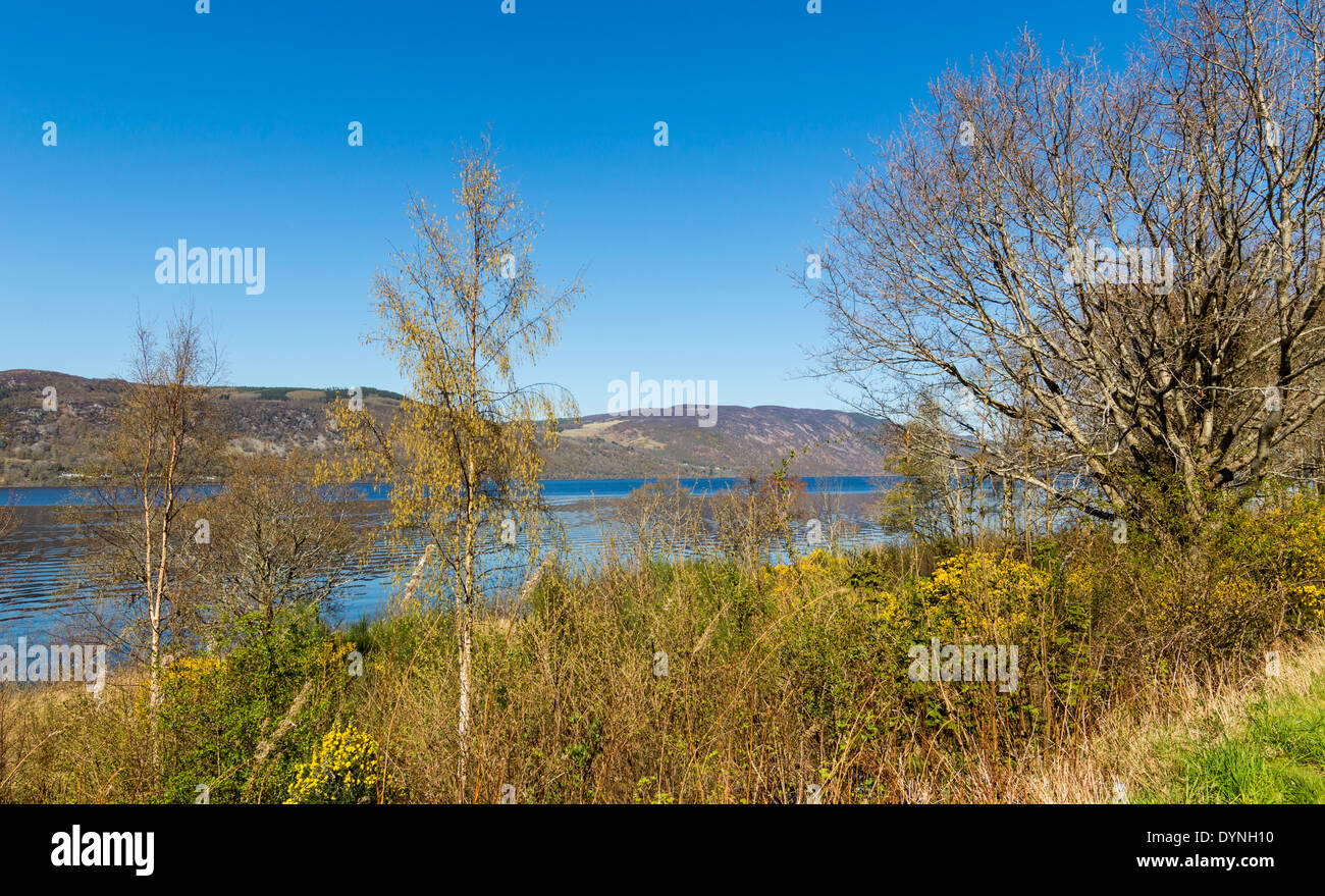LOCH NESS SCOTLAND IN EARLY SPRINGTIME WITH BIRCH TREES AND YELLOW GORSE Stock Photo