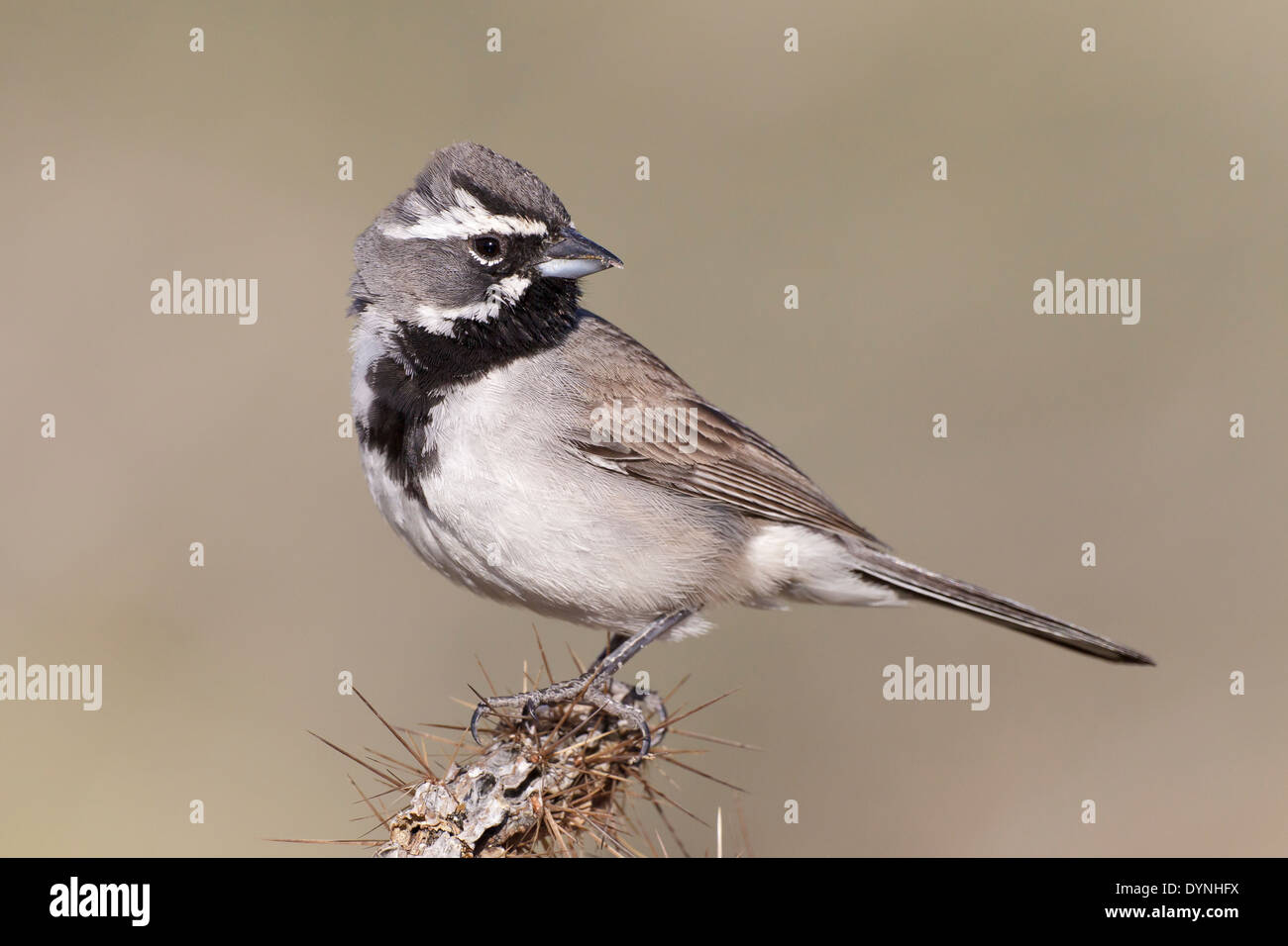 Black-throated Sparrow - Amphispiza bilineata Stock Photo