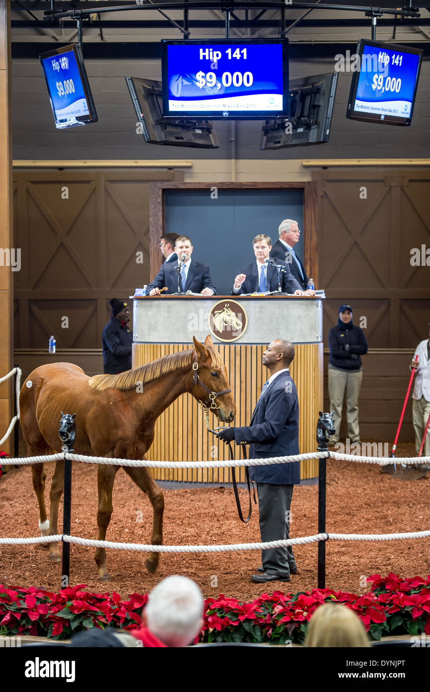 University of Maryland born horse gets sold at thoroughbred auction in Timonium MD Stock Photo