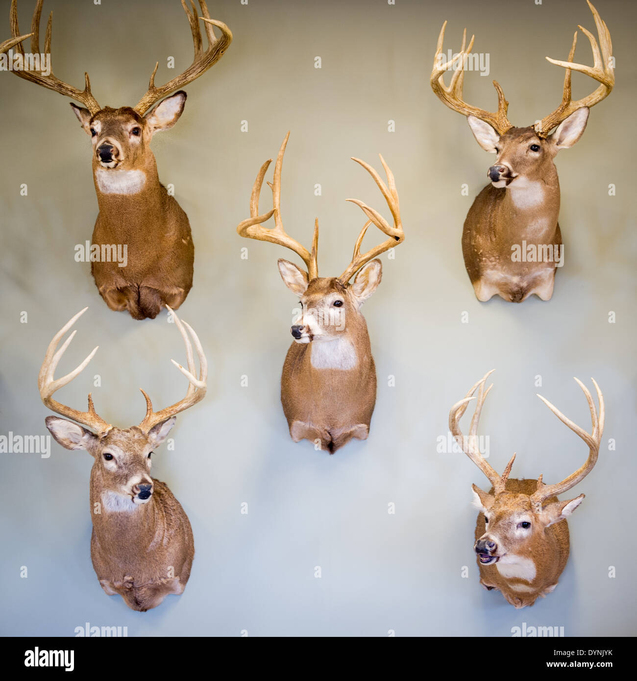 Discover more than 60 deer head mount poses