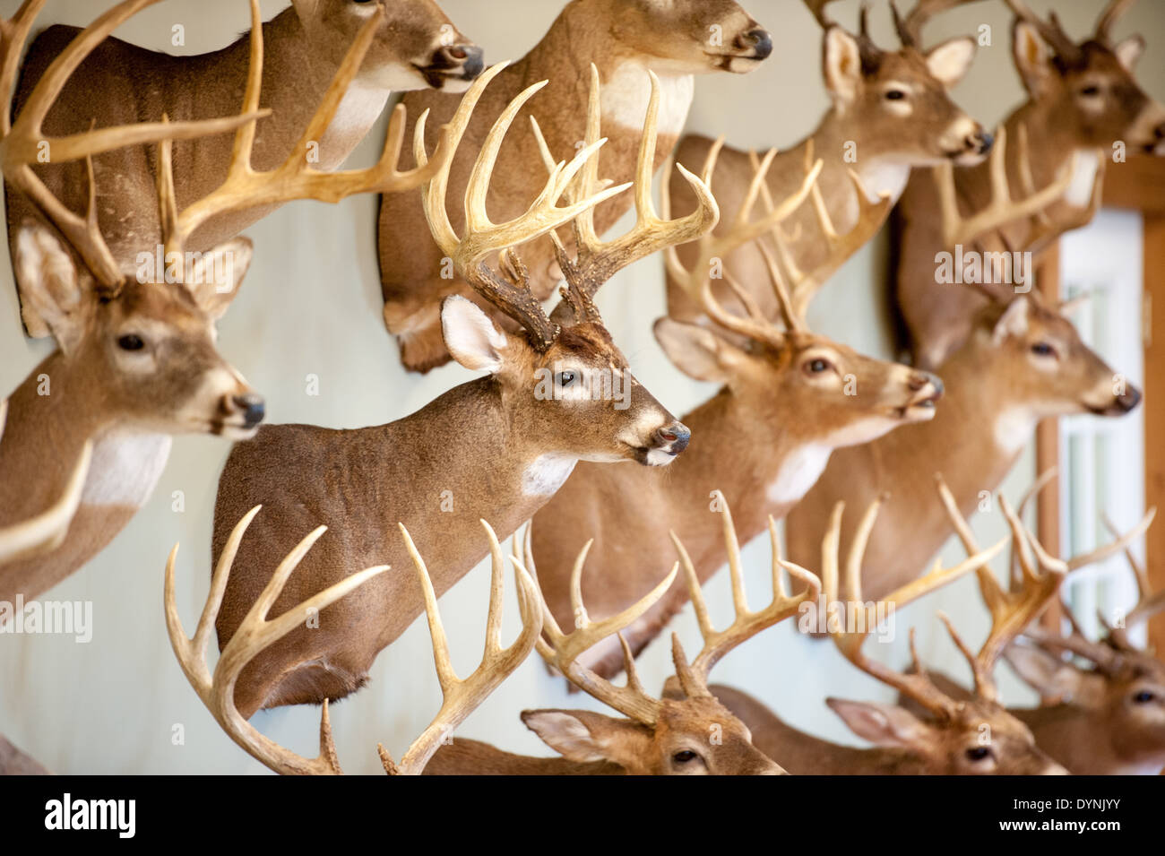 Multiple mounted deer heads on a wall in Centerville, MD Stock Photo Alamy