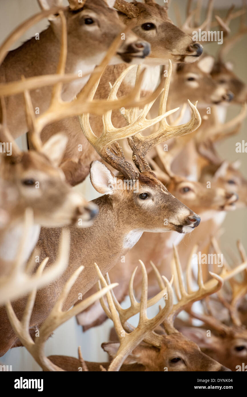 Taxidermy deer heads hires stock photography and images Alamy