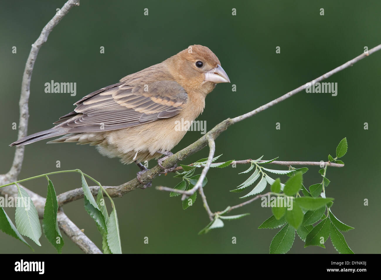 Blue grosbeak guiraca caerulea female hi-res stock photography and