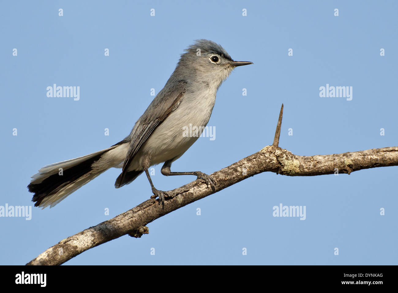 Blue-gray Gnatcatcher in flight • Magee Marsh Wildlife Area, OH • 2018  Stock Photo - Alamy