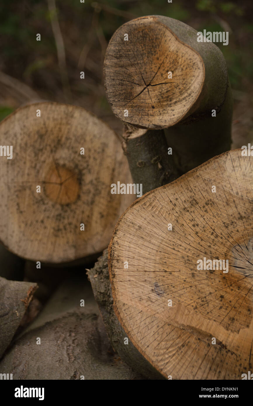 Close up of sawn log detail amongst a log pile. Stock Photo