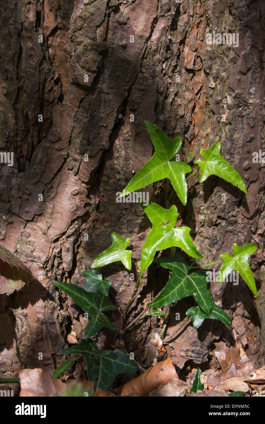 Beautiful bright new Ivy growth at the base of a tree, caught in the Spring sunshine.  Hanningfield Reservoir, UK. Stock Photo