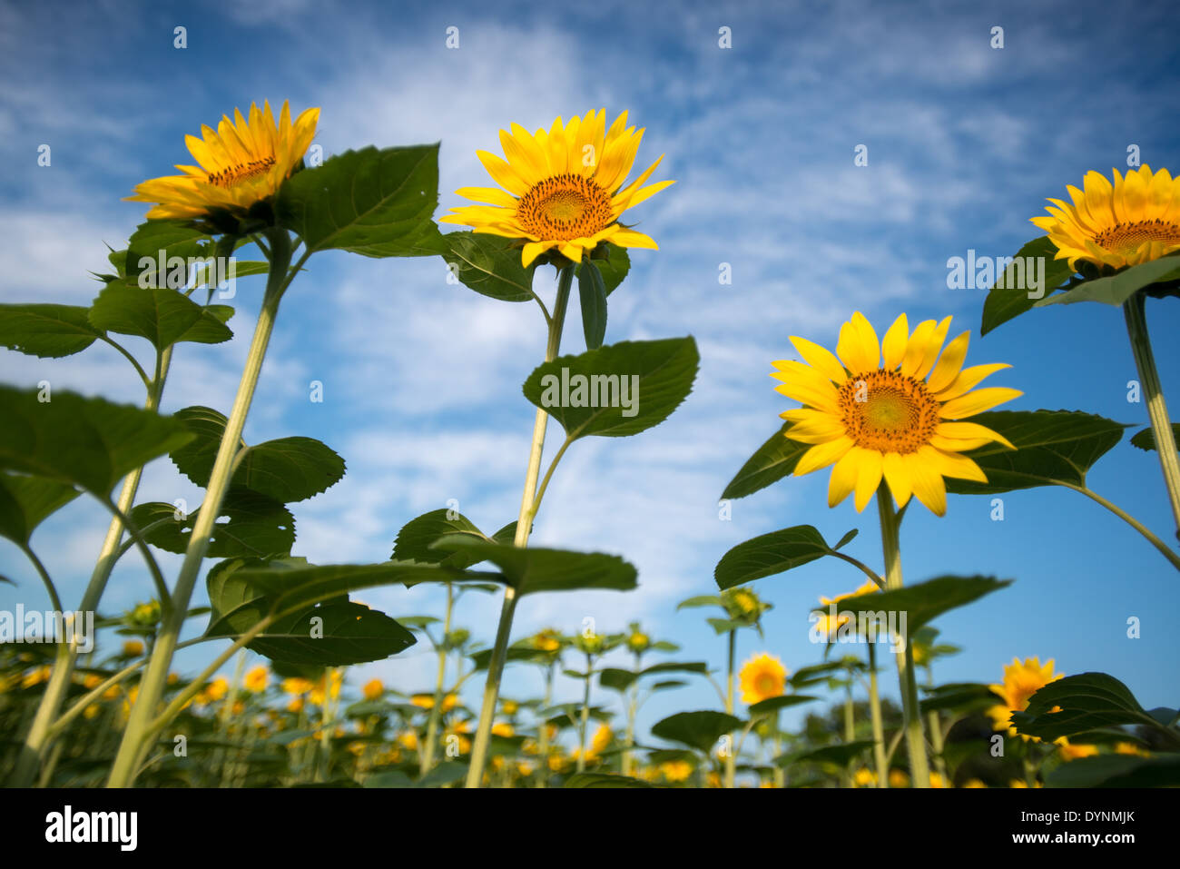 Sunflowers in Jarrettsville Maryland Stock Photo Alamy